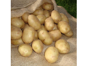 Winston Seed Potatoes (First Early - 1 kg)	
